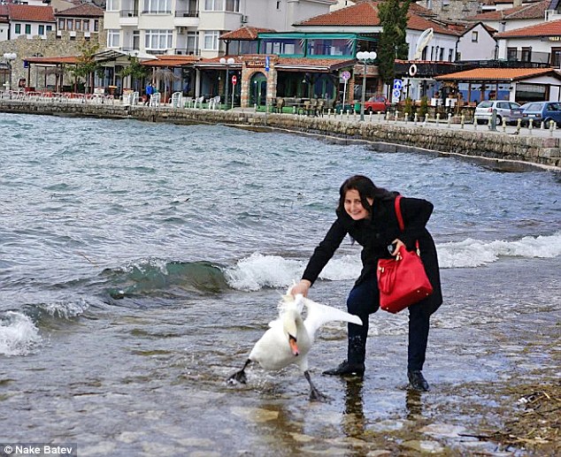 Σκότωσε έναν Κύκνο στην Προσπάθειά της να Βγάλει Selfie μαζί του