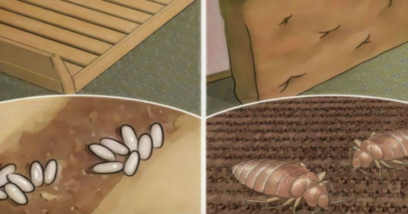 Το Στρώμα σας είναι Γεμάτο με Ακάρεα. Εξαφανίστε τα με ένα πολύ απλό τρόπο!